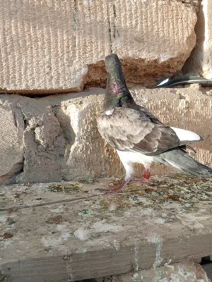 متاح افراخ زواجل
