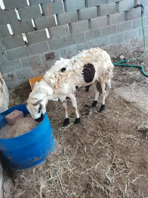 للبيع كبش مطعوم