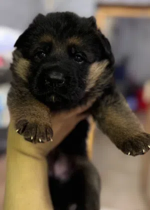 German shepherd puppies يراوه جيرمن شيبرد