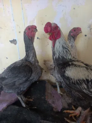 جاجتين  وديك نخب ماشاء الله