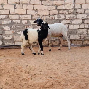 السلام عليكم نعجه تنيه تحتها فطيمه للبيع المكان تاجوراء