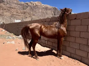 حصان مميز للبيع - بحالة ممتازة الاسم سنبل