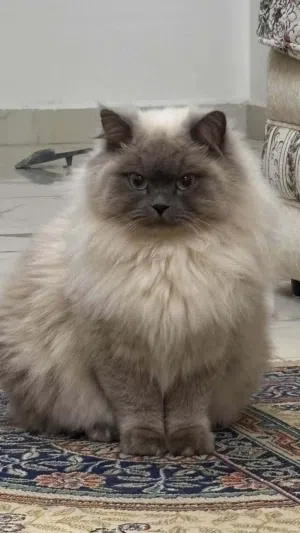 قط لون شمباني