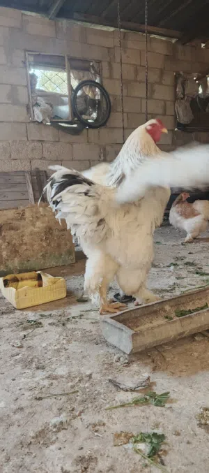 صيصان وبيض براهمة جميع الالوان