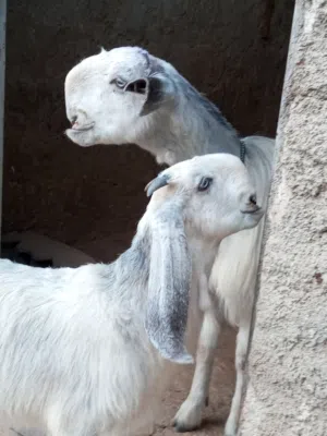 ماعز للبيع