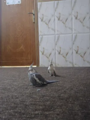 زوج كوكتيل نكليزي نثيه محلقه