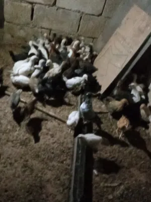 فراخ جاج بلدي