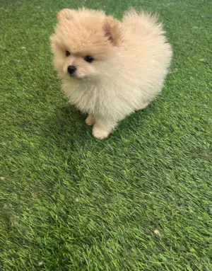 بومرينيان عمر شهرين