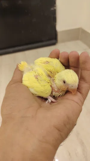 فروخ روز غر