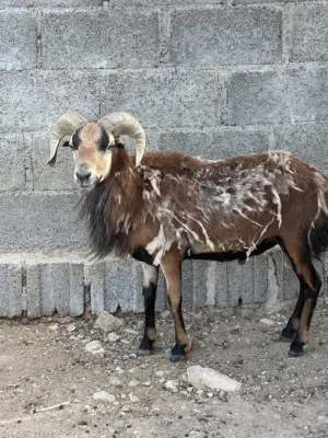 كبش وعل كمرون الافريقي