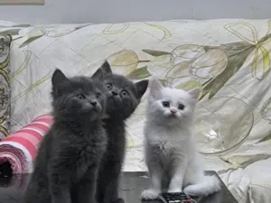3 cute kittens for sale ثلاثة قطط صغيرة لطيفة للبيع