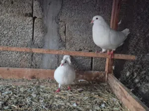 حمام لاحم للبيع زواج وفروخ