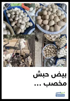 اين يوجد بيع بيض بلاستيكي