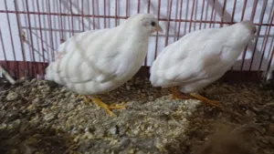 كوبية سمان صيني قزمي