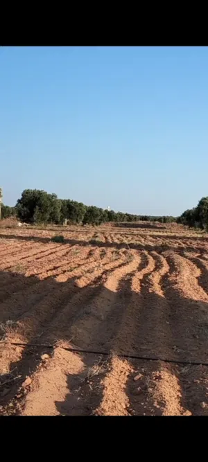 Farm Land for Sale in Sfax Other