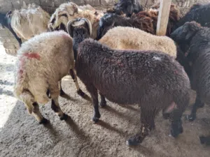 ضانى ماعز عجول بلدى من الصعيد