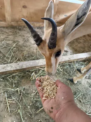 جدي ريم انتاج حضيره