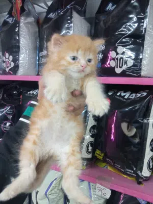 بنت هملايا اورانج متطعمه ومتدربه عاللتر بوكس عندها 50يوم