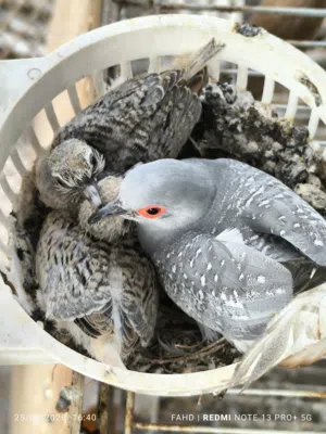 اليمام الماسي Diamond dove