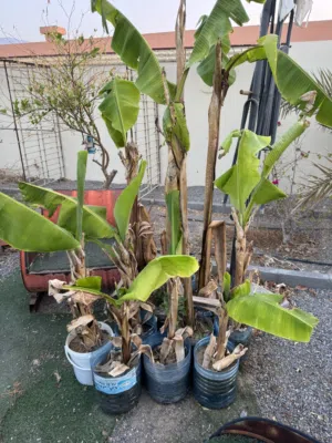 للبيع شتلات الموز والجهنميه ولنكن كالشجرة أولها بذرة ثم الثمار