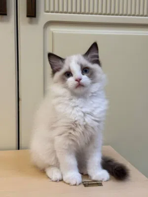 Lovely Ragdoll Kittens For Adoption