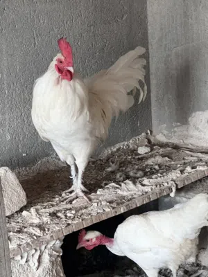 ديج ابيض للبيع تابع الوصف