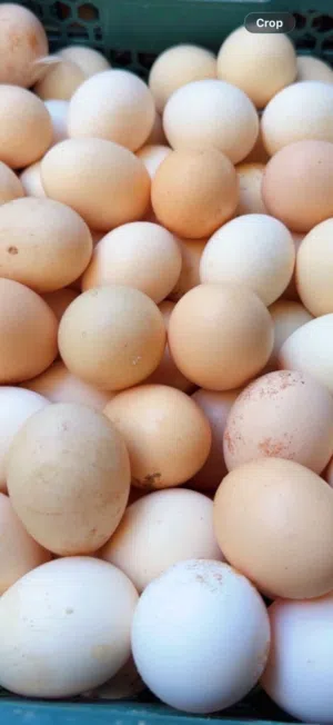 متوفر بيض مخصب من مزرعتنا