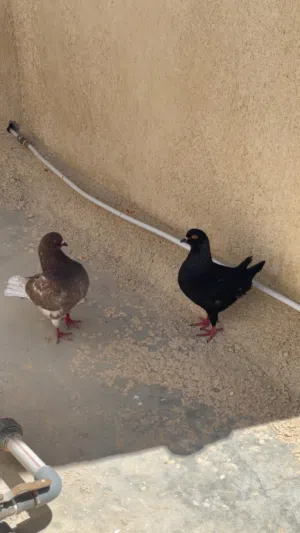 حمام كينق و هزاز للبدل او البيع