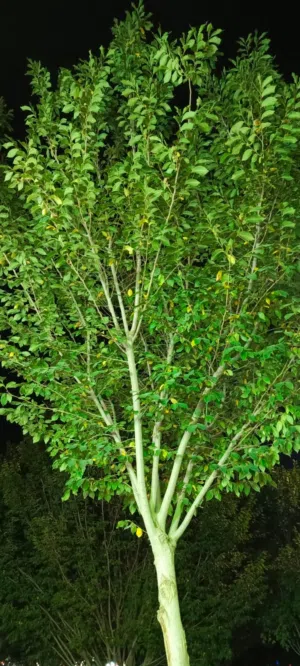 بيت طابقين بل قيله