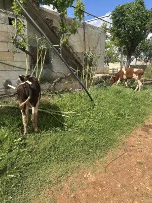 عجول سمنتال تركي