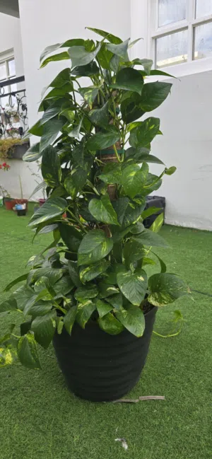 نبات اللبلاب  ( البوتس  ) Pothos plant