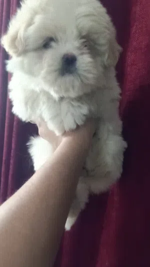 هافنيز بنت قمر