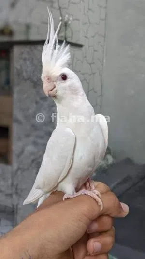 مطلوب انتي البينو