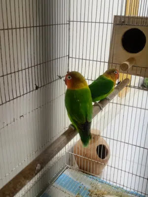 فيشر للبدل فقط