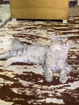 قطة لي التبني بحالة جيدة