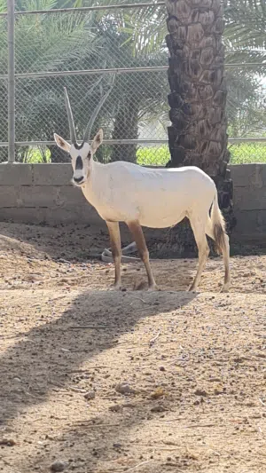المها العربي والضأن البربري فرصه لاصحاب الاستراحات