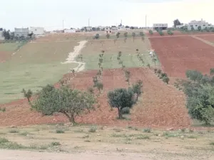 Farm Land for Sale in Mafraq Rhab