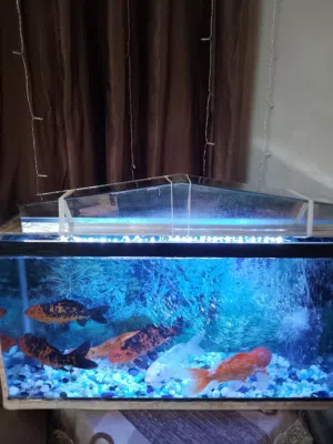 حوض سمك زينة متر كبير