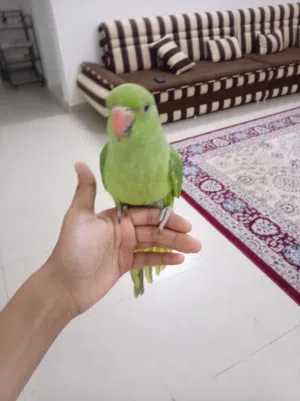 بغبغاء درة أليف ولطيف