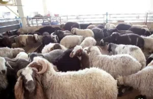 عروض ذباح بلدي