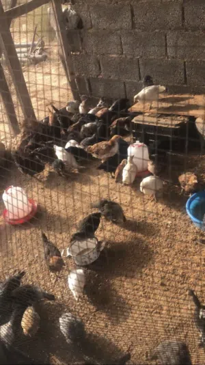 الزاويه الزاويه