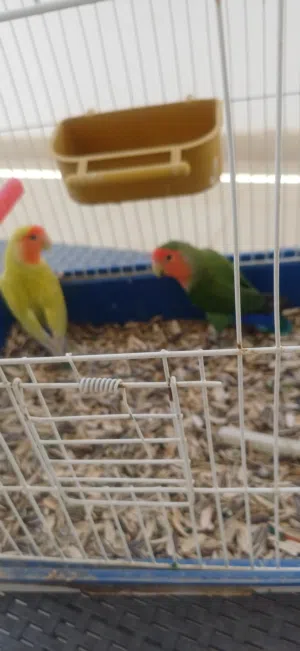 كوبيه بركديلو مصوقر مضمونه