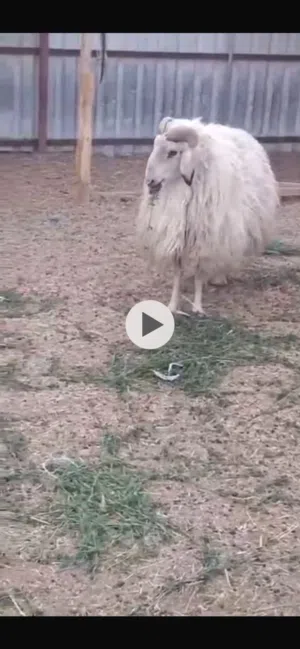 للبيع خروف فحل