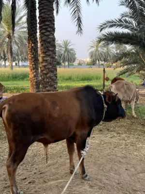 عجل عماني فول سمنه