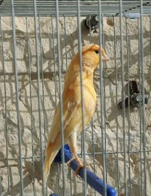 كنار جزري للبيع جاهز جيزة ومغنى ابو فراخ