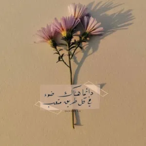 Am Amer