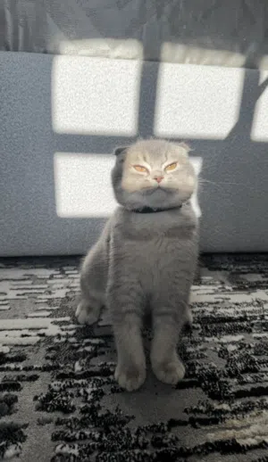 سكوتش فولد انثى للبيع