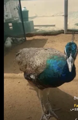 للبيع طاوسس بصحة ممتازه