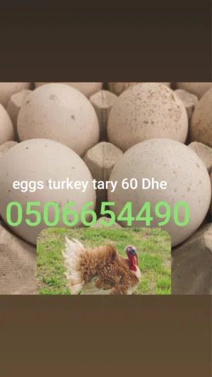 eggs turkey tary 60 Dhe fresh