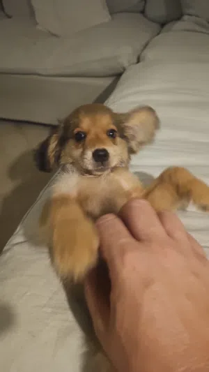 cocker spaniel puppy